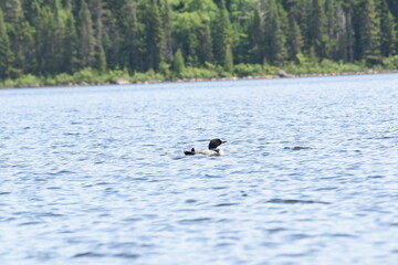 Fototapeta premium Parc Mauricie - 21 Juin 2025