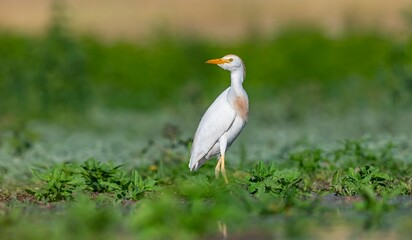 Western Cattle Egret (Bubulcus ibis) usually lives near water. It is possible to see them...