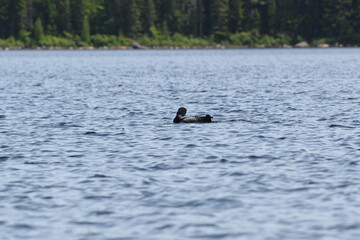 Fototapeta premium Parc Mauricie - 21 Juin 2025