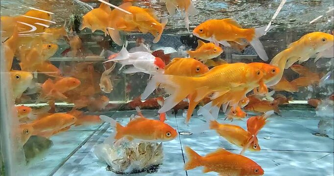 A groud of gold fish 