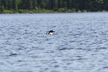 Parc Mauricie - 21 Juin 2025