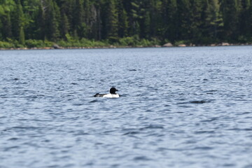 Parc Mauricie - 21 Juin 2025
