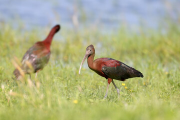 Adult and young glossy ibis (Plegadis falcinellus) photographed close-up on the shore of a lake surrounded and against a background of green grass