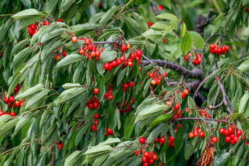 A large branch of ripening Prunus avium (wild cherry) is photographed close-up, surrounded by bright green leaves