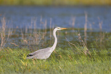 A close-up shot of an adult grey heron (Ardea cinerea) standing in green grass on the shore of a blue lake