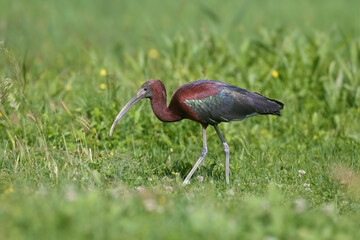 Adult and young glossy ibis (Plegadis falcinellus) photographed close-up on the shore of a lake surrounded and against a background of green grass