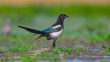 
The Eurasian Magpie (Pica pica) is one of the most intelligent birds in the world. It usually...
