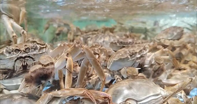 Chinese Mitten Crab\中華絨螯蟹  