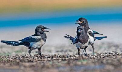 
The Eurasian Magpie (Pica pica) is one of the most intelligent birds in the world. It usually...