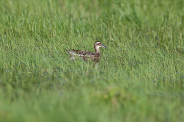 A close-up of a female garganey (Spatula querquedula) swimming among flooded green grass