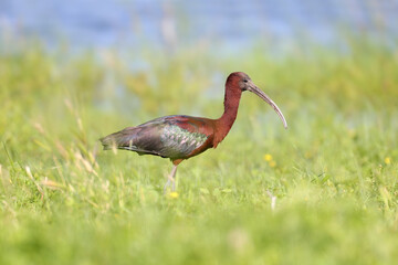 Adult and young glossy ibis (Plegadis falcinellus) photographed close-up on the shore of a lake surrounded and against a background of green grass