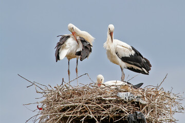 Family of white storks (Ciconia ciconia) in a nest. Parents and chick are photographed close-up against a blue sky