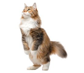 Beautiful and fluffy cat standing tail raised up, looking to the side on an isolated transparent background.