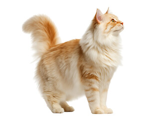 Cute Norwegian Forest cat, standing on four legs with its tail raised up and looking to the side, isolated on a transparent background.