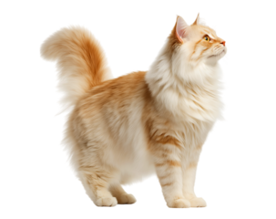 Cute Norwegian Forest cat, standing on four legs with its tail raised up and looking to the side, isolated on a transparent background.
