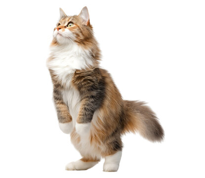 Beautiful and fluffy cat standing tail raised up, looking to the side on an isolated transparent background.