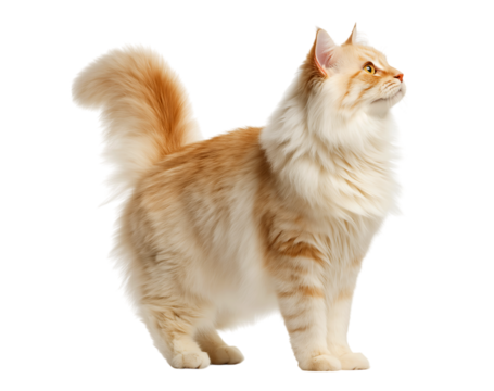 Cute Norwegian Forest cat, standing on four legs with its tail raised up and looking to the side, isolated on a transparent background.