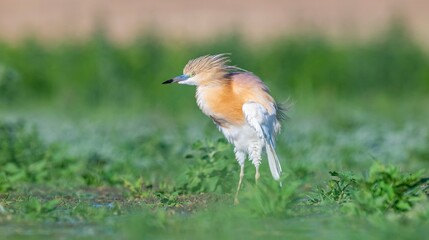 Squacco Heron (Ardeola ralloides) is seen in almost all wetlands in Turkey.