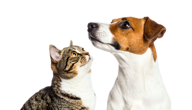 Friendly dog and cat sharing a moment together.