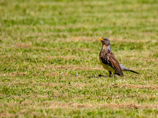 A fieldfare bird (Turdus pilaris) im Park Skalník in Marienbad.