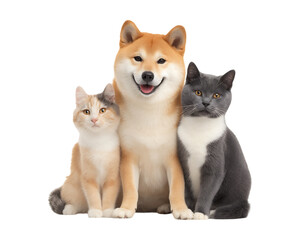 Happy Friendship between cats and dogs, 
A dog and two cats, cute pet animals sitting together isolated on a transparent background