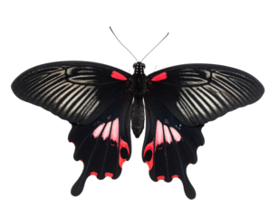 Vibrant butterfly resting on a surface.