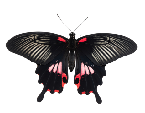 Vibrant butterfly resting on a surface.