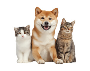 Cute Friendship between cats and dogs, 
A dog and two cats, cute pet animals sitting together isolated on a transparent background