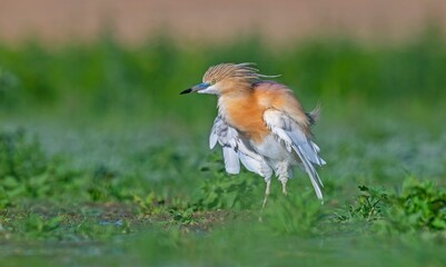 Squacco Heron (Ardeola ralloides) is seen in almost all wetlands in Turkey.