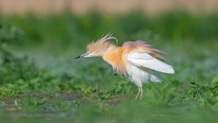 Squacco Heron (Ardeola ralloides) is seen in almost all wetlands in Turkey.