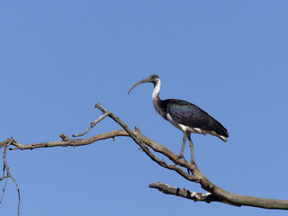 Straw-necked Ibis (Threskiornis spinicollis)  perched in a tree with blue sky background.