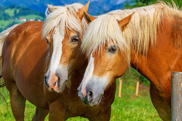 Haflinger - Allgäu - Pferde - Sommer - Reiten