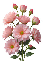 Blush Dahlia Bouquet on Transparent, Elegant Design Element