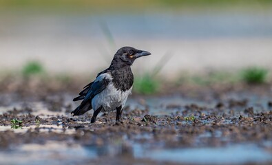 
The Eurasian Magpie (Pica pica) is one of the most intelligent birds in the world. It usually hunts small birds, insects, lizards and mice.