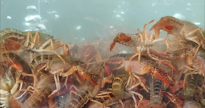 A group of crayfish in market 
