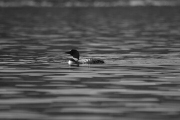 Parc Mauricie - 21 Juin 2025  N&B