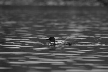 Parc Mauricie - 21 Juin 2025  N&B