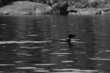 Parc Mauricie - 21 Juin 2025  N&B