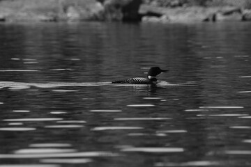 Parc Mauricie - 21 Juin 2025  N&B
