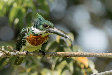 Amazon kingfisher, chloroceryle amazona, sitting on a branch in the North Pantanal wetlands in Brazil
