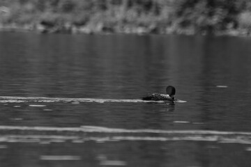 Parc Mauricie - 21 Juin 2025  N&B