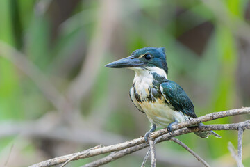 Amazon kingfisher, chloroceryle amazona, sitting on a branch in the North Pantanal wetlands in Brazil