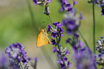 Large Skipper butterfly (Ochlodes sylvanus) perched on lavender plant in Zurich, Switzerland