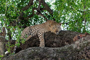Leopard in a tree. This male leopard Panthera pardus) was protecting his prey in a tree in Sabi...