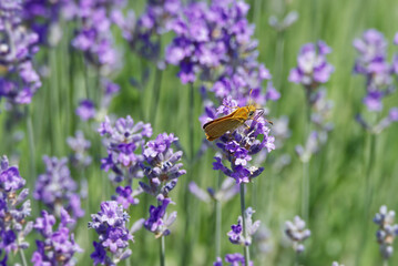 Large Skipper butterfly (Ochlodes sylvanus) perched on lavender plant in Zurich, Switzerland