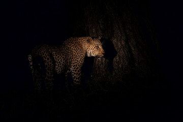 Leopard in the night. Male leopard (Panthera pardus) protecting his prey in a tree after dark in...
