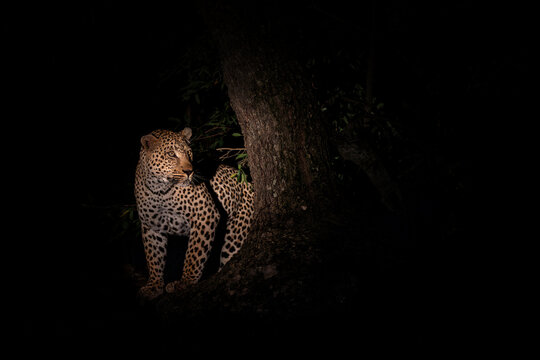 Leopard in the night. Male leopard (Panthera pardus) protecting his prey in a tree after dark in Sabi Sands Game Reserve in the Greater Kruger Region in South Africa - Powered by Adobe