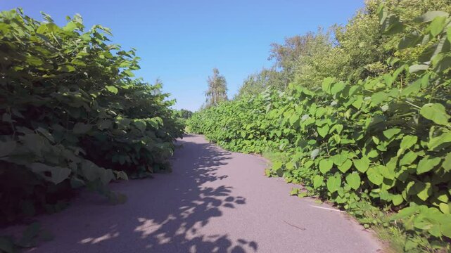 Reynoutria, knotweed, invasive plant, growing on roadside, a walk along the road

