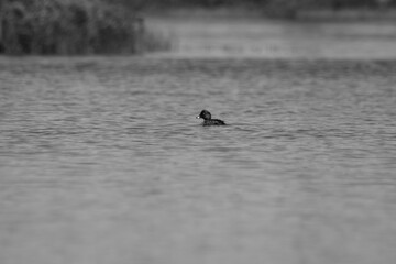 Parc Mauricie - 21 Juin 2025  N&B