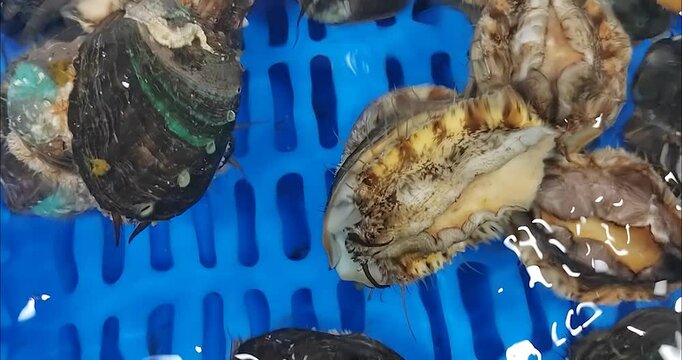 A group of fresh Abalone 